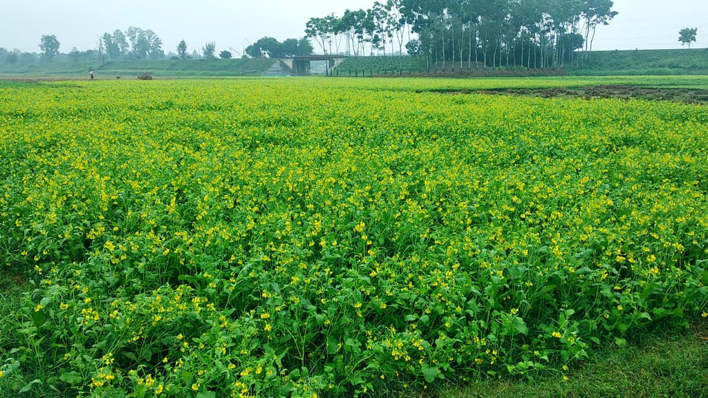 বৃষ্টিতে সরিষার ক্ষতির শঙ্কা