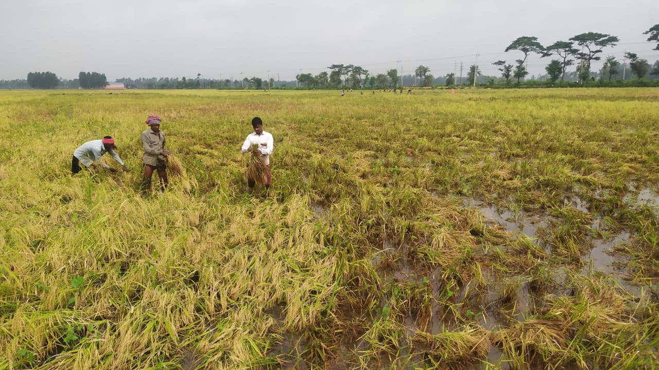 বগুড়ায় নষ্ট হয়েছে ৩ হাজার বিঘা ধান, পূরণ হচ্ছে না লক্ষ্যমাত্রা