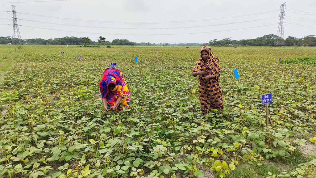 মুগ ডালের ফলন ভালো কৃষকের মুখে হাসি