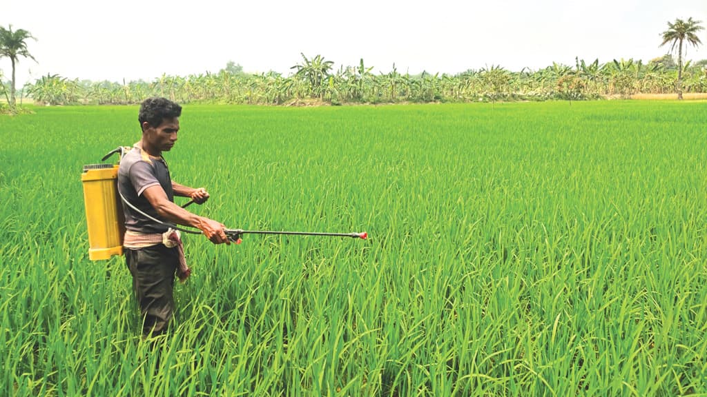 বোরোখেতে পোকার আক্রমণ ফলন কমার শঙ্কা কৃষকের