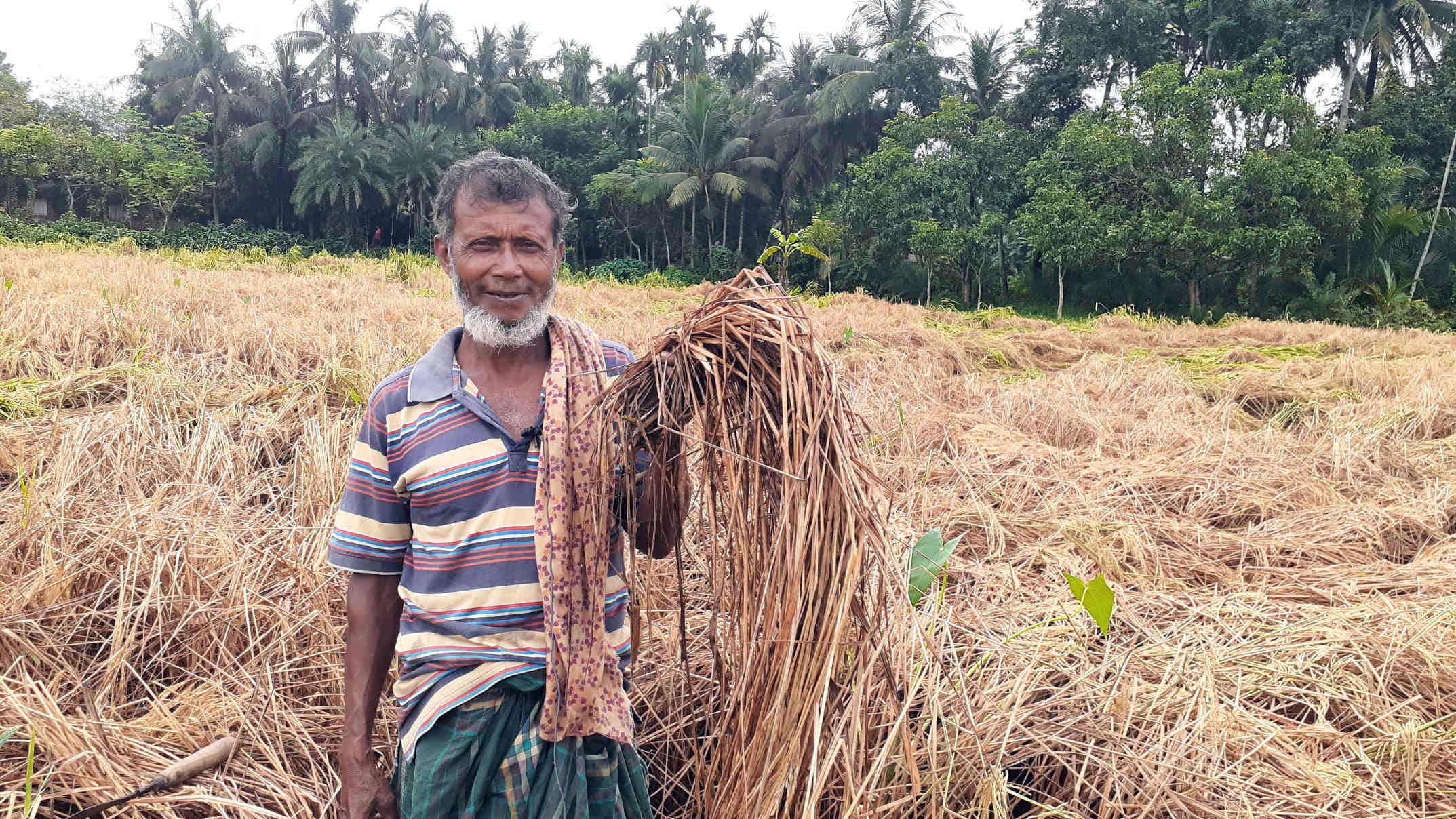 পোকার আক্রমণে দিশেহারা কৃষক