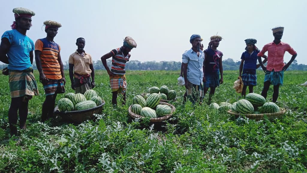 তরমুজের বাম্পার ফলন  ভালো দামে খুশি চাষি