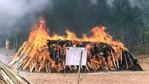 পোড়ানো হলো ২ লাখ কেজি গাঁজা