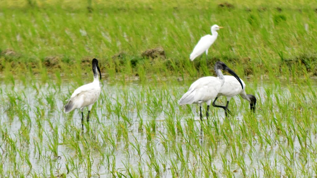 দিনের ছবি (২ আগস্ট, ২০২৩)