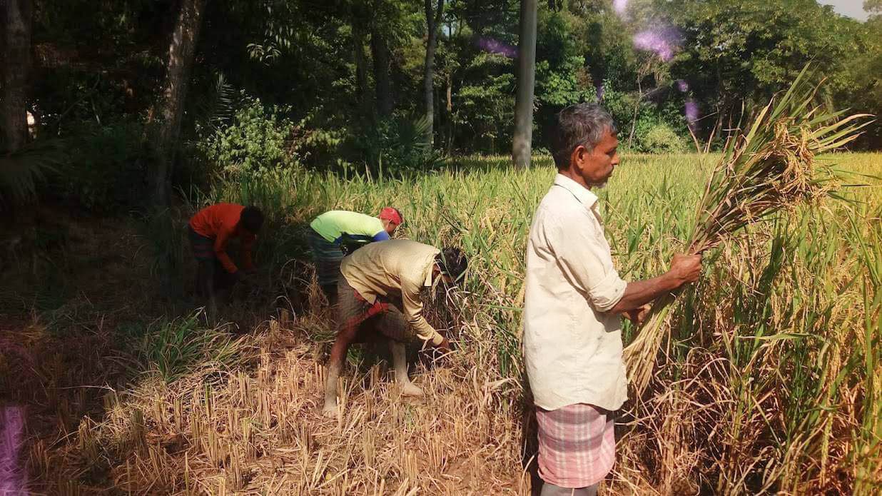 ভালুকায় ধানের ভালো ফলন, খুশি কৃষক