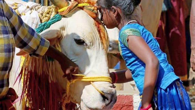 গোহত্যা বন্ধ হলে পৃথিবীর সব সমস্যা দূর হবে: গুজরাটের আদালত