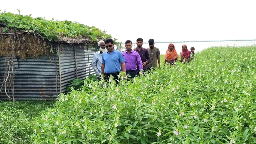 তিল চাষে ঘুরে দাঁড়ানোর স্বপ্ন  চরাঞ্চলের কৃষকদের