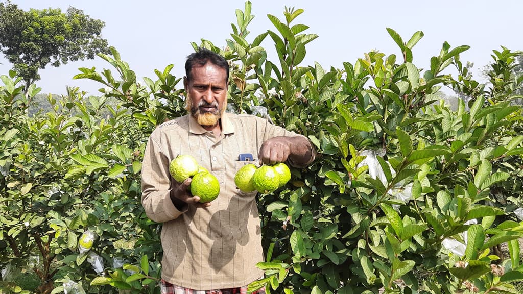 পেয়ারায় ইচ্ছে পূরণ হবির