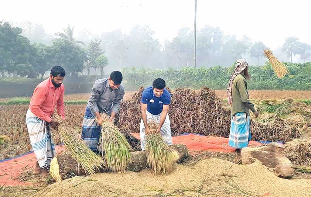 আমন ধানের ফলন ভালো   দাম কম থাকায় উদ্বেগ