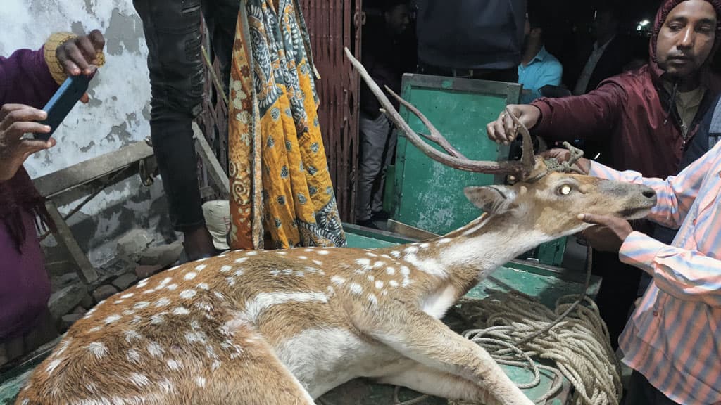 পাথরঘাটার বিষখালী নদী থেকে হরিণ উদ্ধার