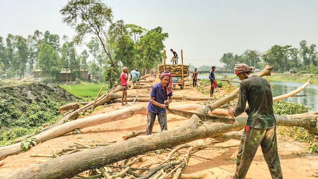 দাবদাহের মধ্যে সড়ক উন্নয়নে ২ হাজার গাছ কাটছে বন বিভাগ 