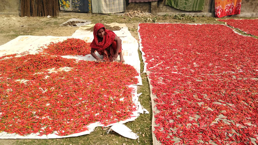 মরিচের ভালো ফলন তবু হতাশ কৃষক