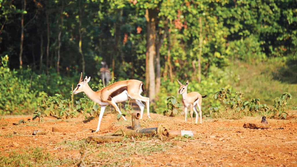 মায়ের সঙ্গে গজেলশাবক