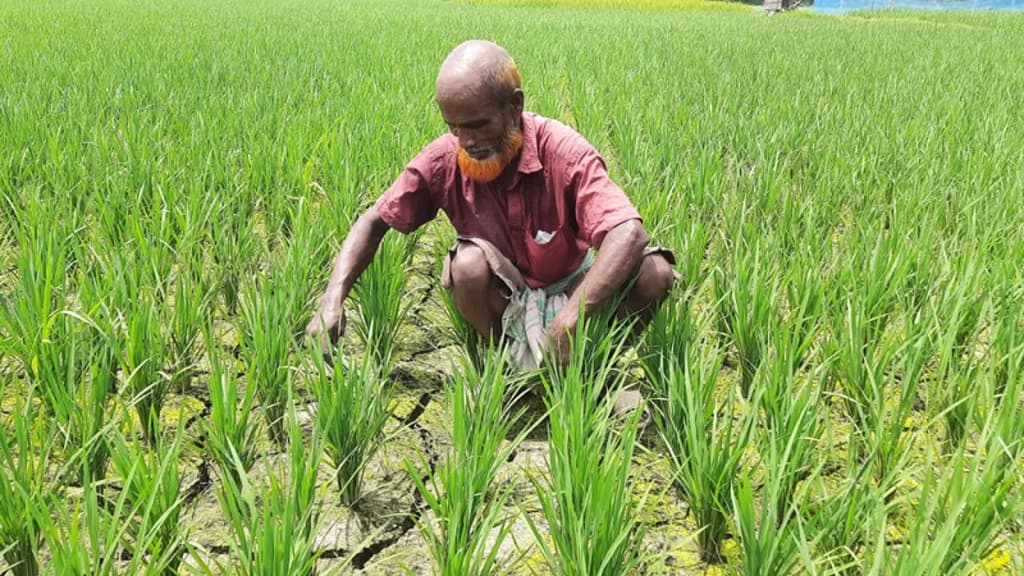 আমনের উৎপাদন বাড়াতে ৩৩ কোটি টাকার প্রণোদনা