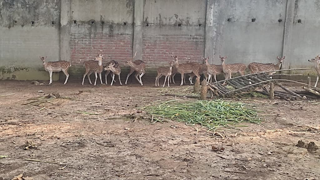 ১৩ চিত্রা হরিণ উপহার পেল সাফারি পার্ক