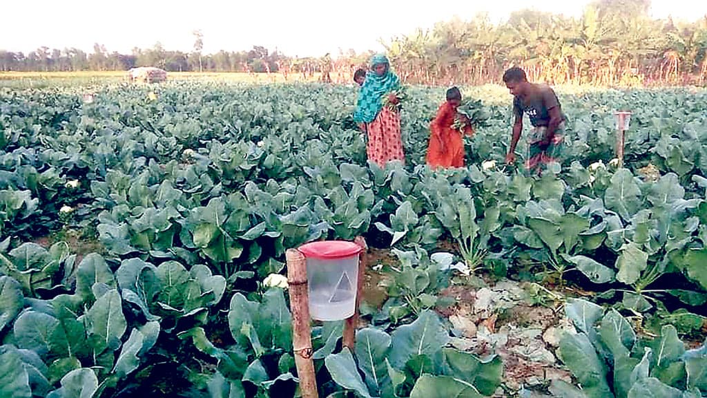 প্রতি একরে আয় লাখ টাকা