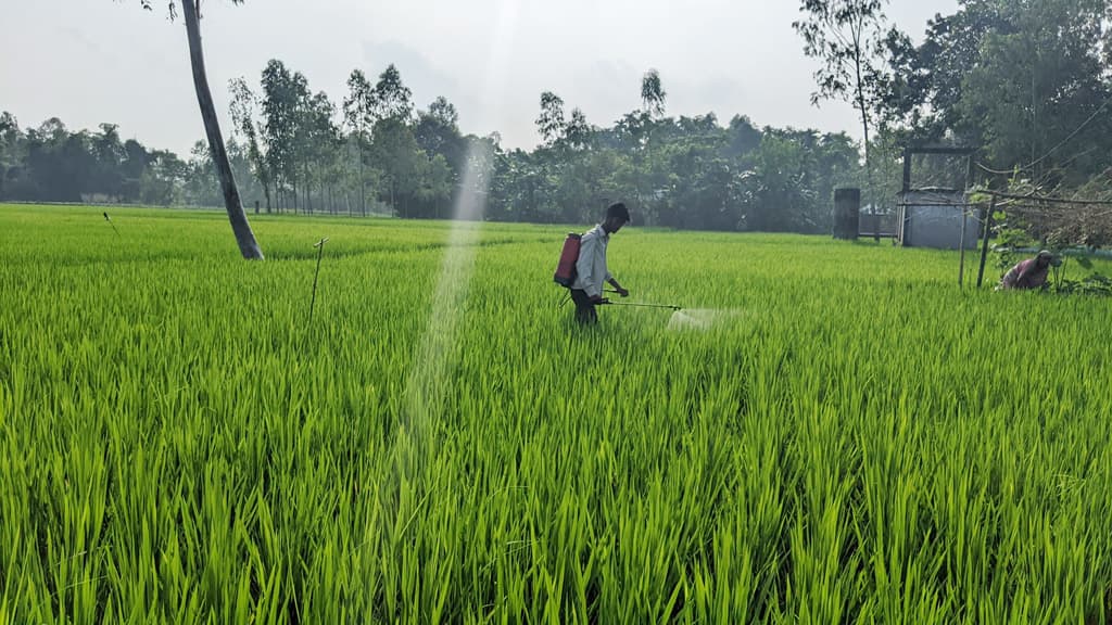 আমনখেতে পোকার আক্রমণ, কীটনাশকে কাজ হচ্ছে না