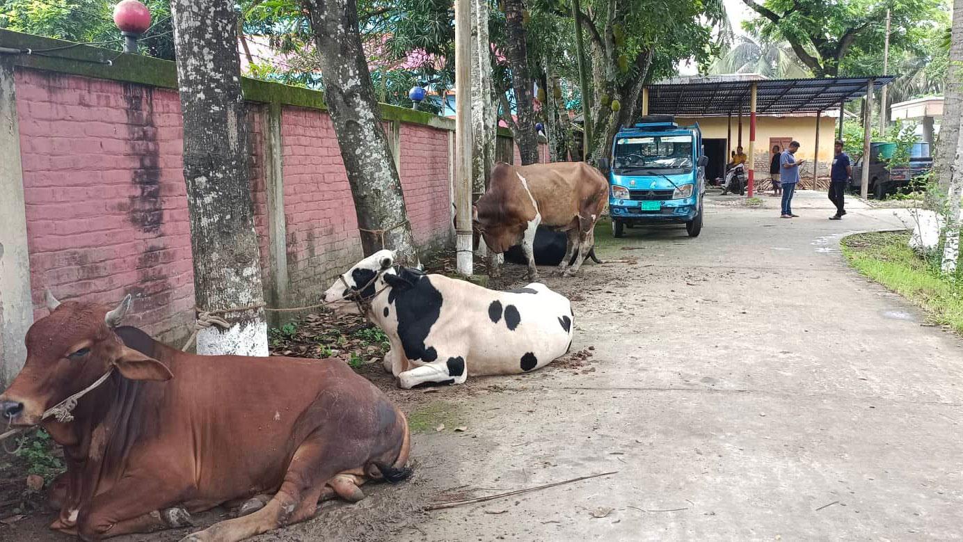 ৪ গরু, ২ পিকআপসহ ৫ ডাকাত আটক