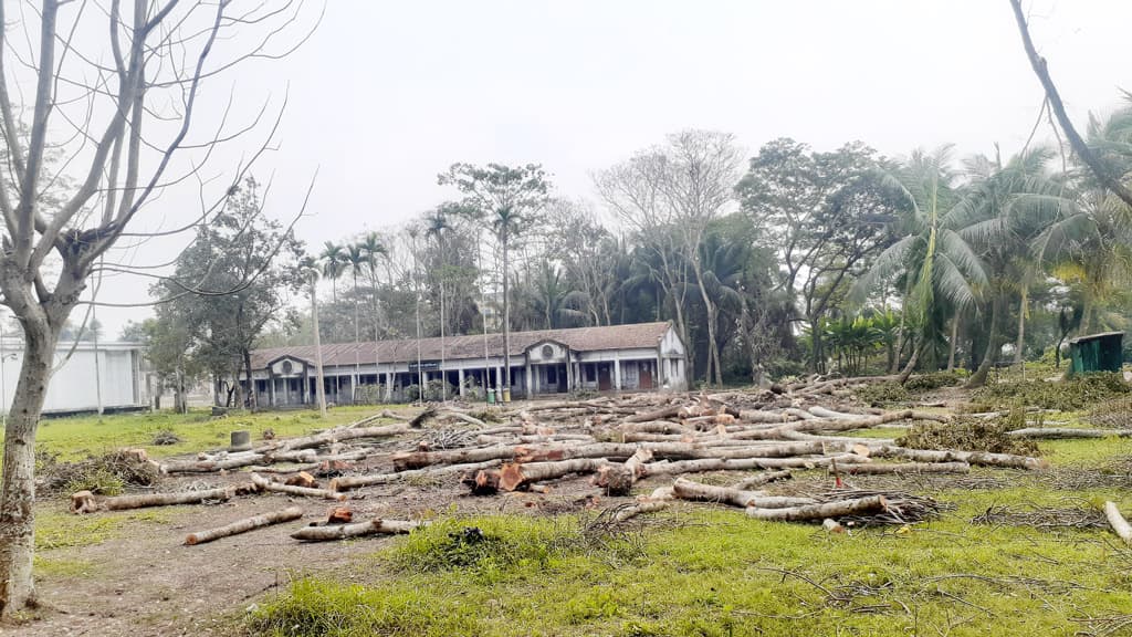 গাছ কেটে টিএসসি নির্মাণ, খুবি শিক্ষার্থীদের প্রতিবাদ