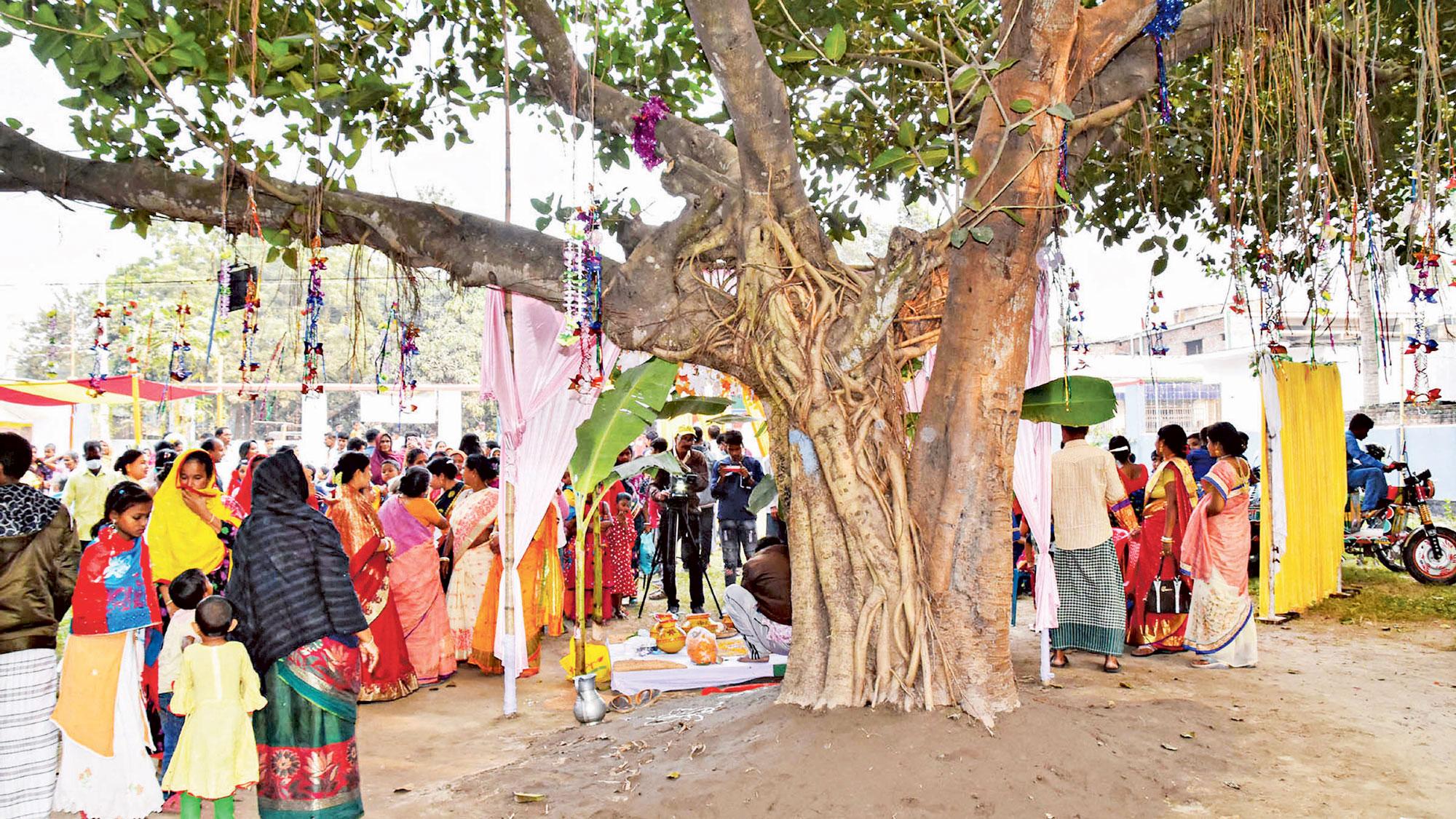 বট-পাকুড়ের বিয়েতে হাজারো অতিথি