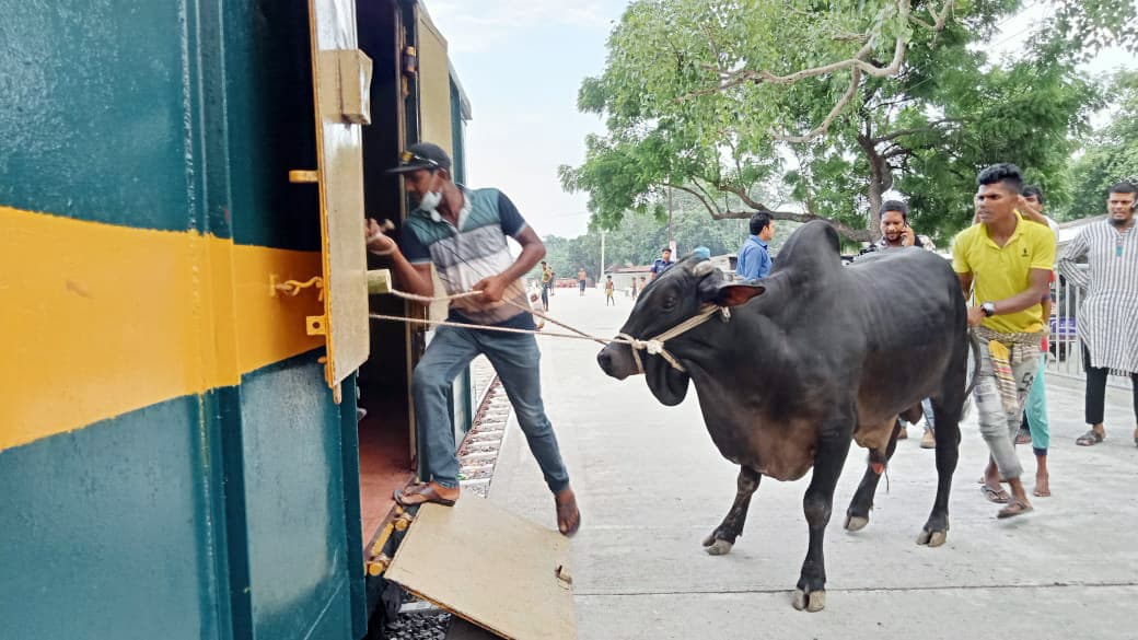 ম্যাংগো স্পেশাল ট্রেনের আলাদা ওয়াগনে ঢাকায় কোরবানির পশু পরিবহন শুরু