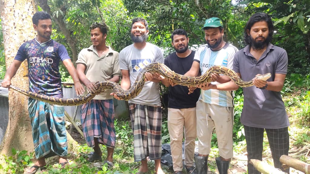 পাহাড় থেকে চবি ক্যাম্পাসে নেমে এল ১১ ফুট অজগর