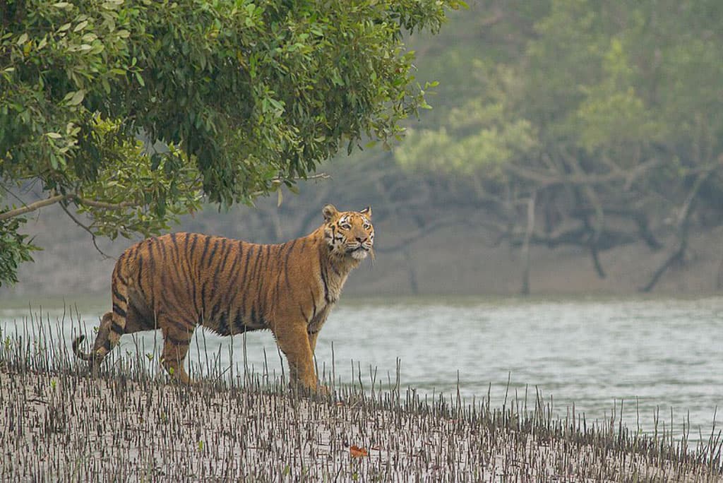 ৫ মৌয়ালের সামনেই মনিরুজ্জামানকে ধরে নিয়ে যায় বাঘ