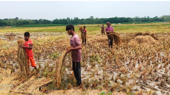 ধান নিয়ে বিপাকে কৃষক