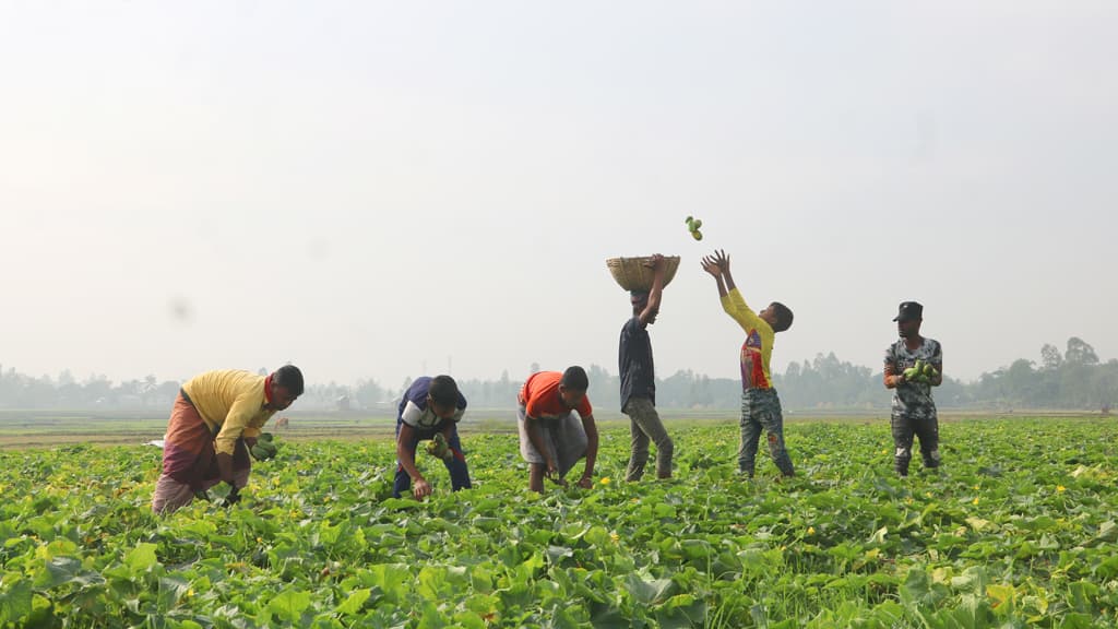 ক্ষীরা চাষে আগ্রহ বাড়ছে কৃষকের