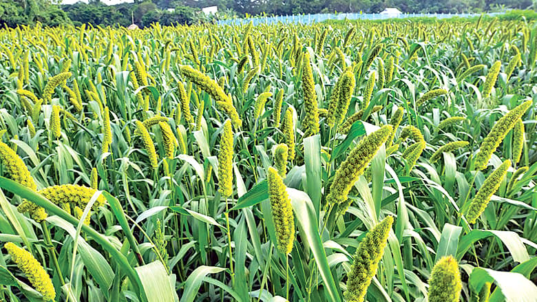 সিরাজদিখানে কাউন চাষে আগ্রহ হারাচ্ছেন কৃষকেরা