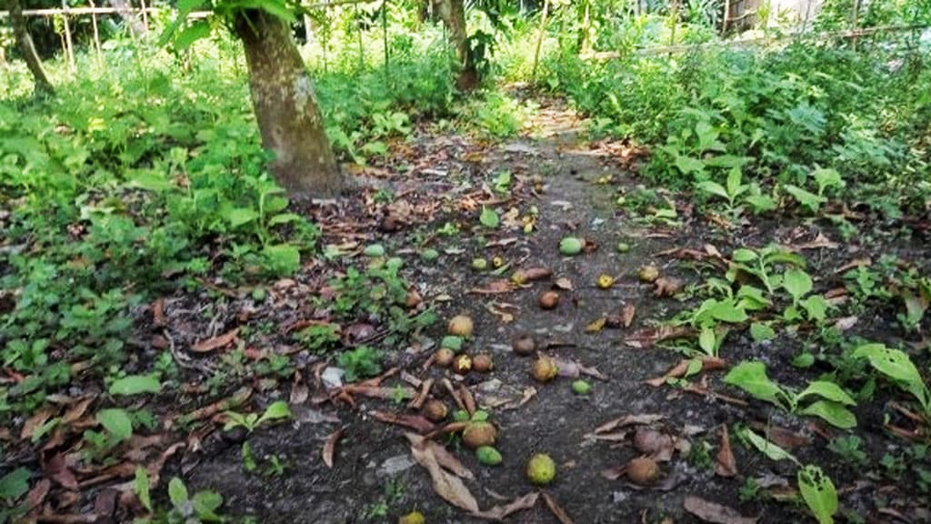 দাবদাহে ঝরছে আম, চিন্তায় চাষিরা 