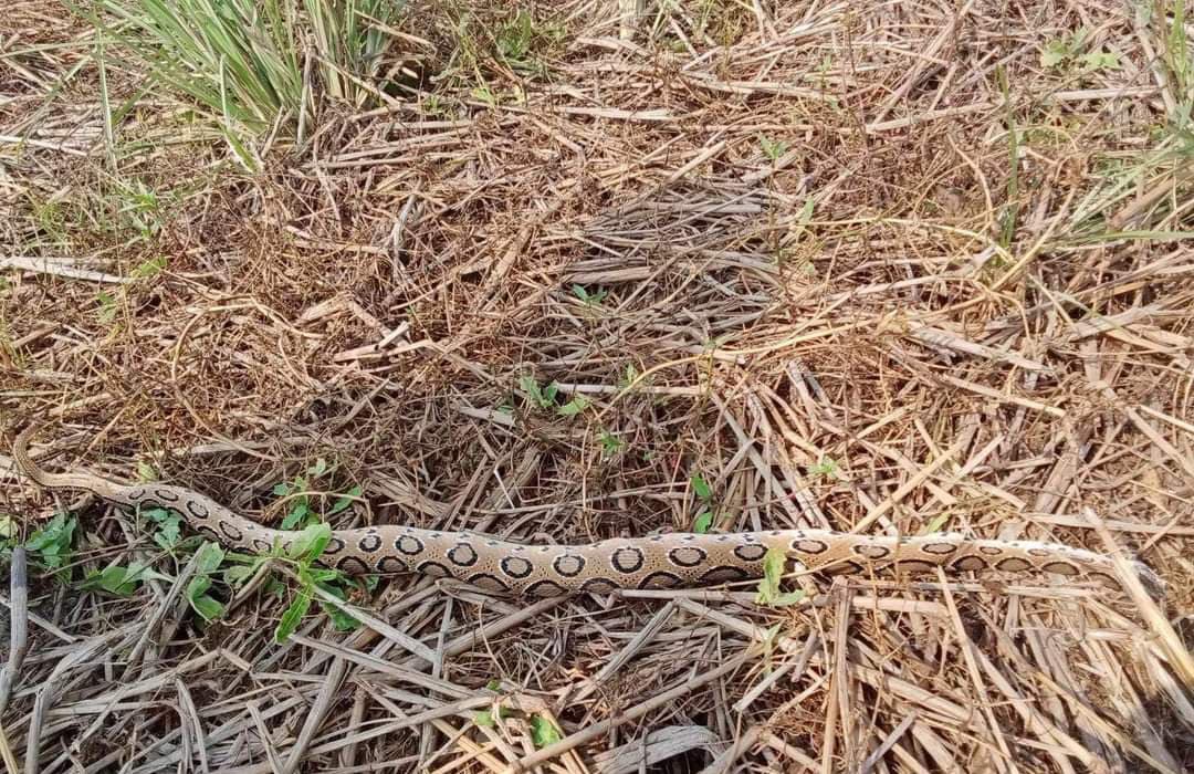 হরিরামপুরের চরাঞ্চলে রাসেল’স ভাইপারের উপদ্রব, আতঙ্কে কৃষক