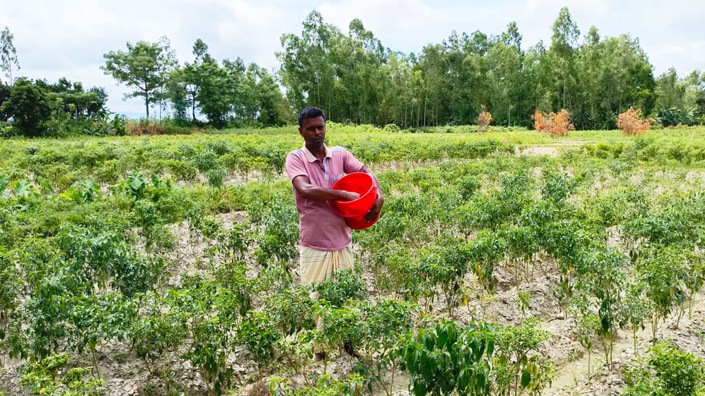 নরসিংদীতে কাঁচা মরিচের দাম আকাশচুম্বী, ৪০০ টাকায় বিক্রি