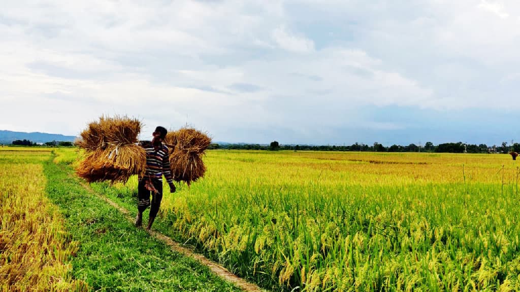 রাঙ্গুনিয়ায় ধান কাটার শ্রমিকের সংকট, বিপাকে কৃষক