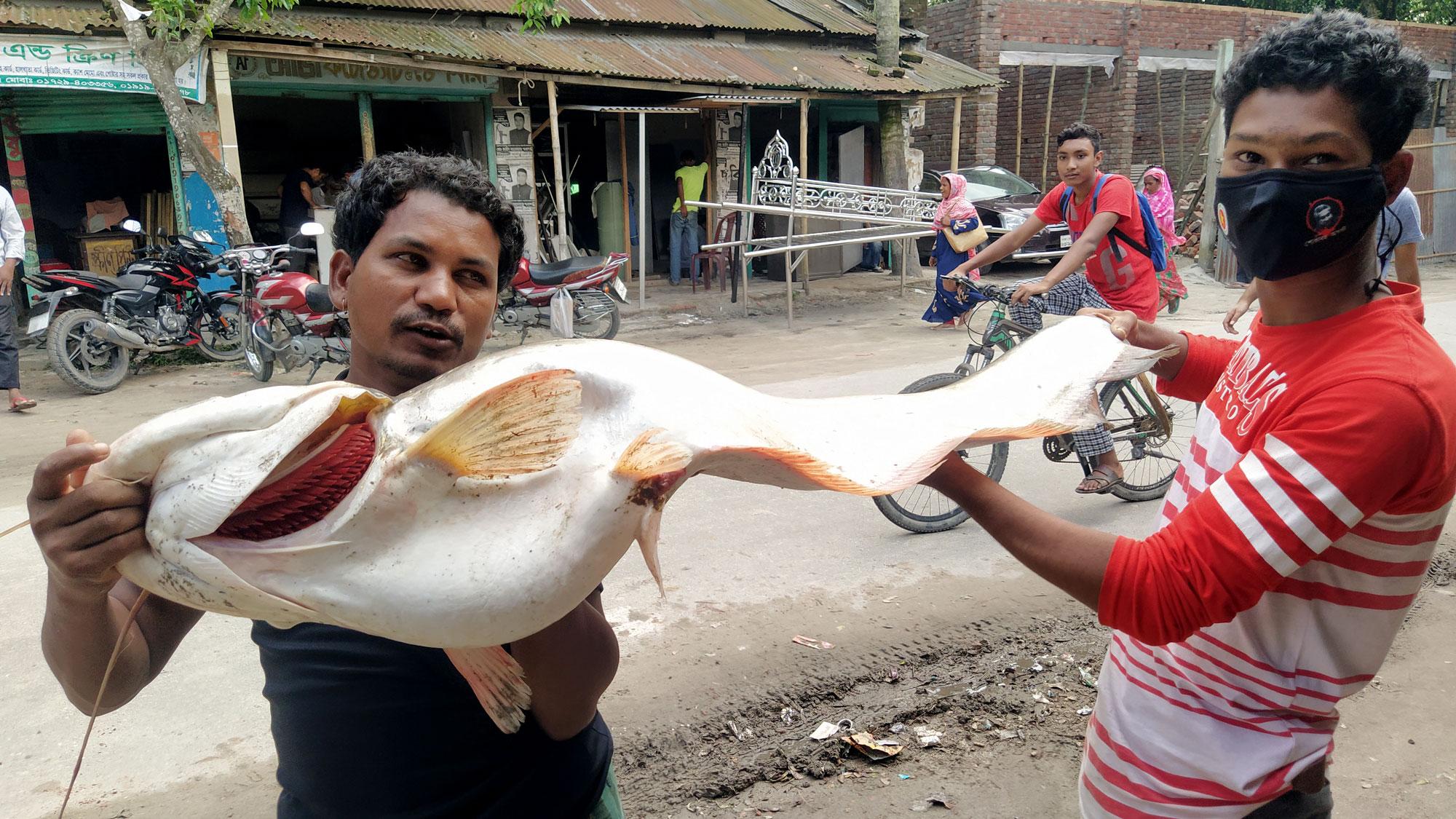 চিলমারীতে ধরা পড়ল সাড়ে ১৫ কেজির বোয়াল মাছ