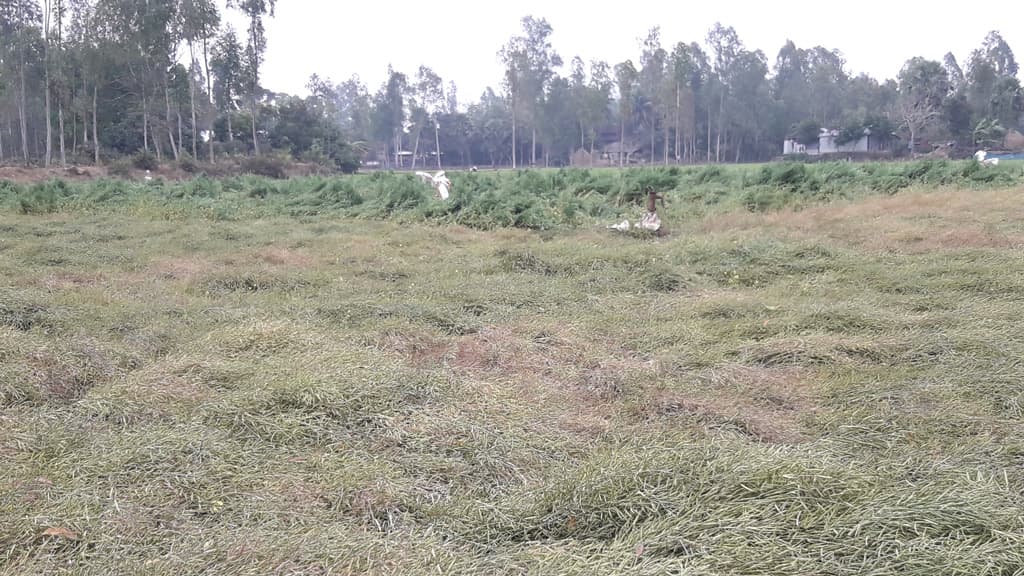 বৃষ্টিতে স্বপ্নভঙ্গ  কৃষকের