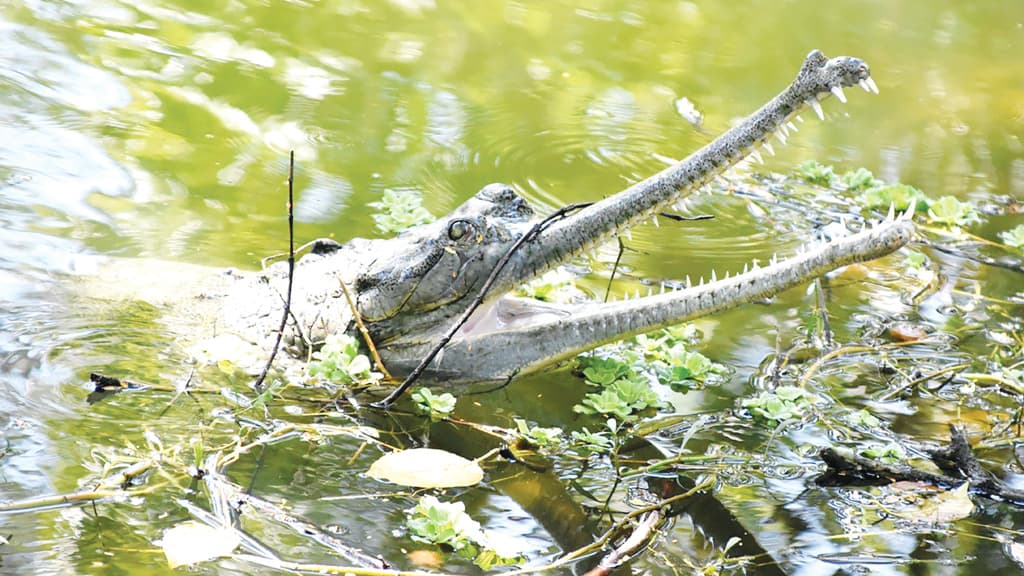 অপেক্ষা নতুন অতিথির