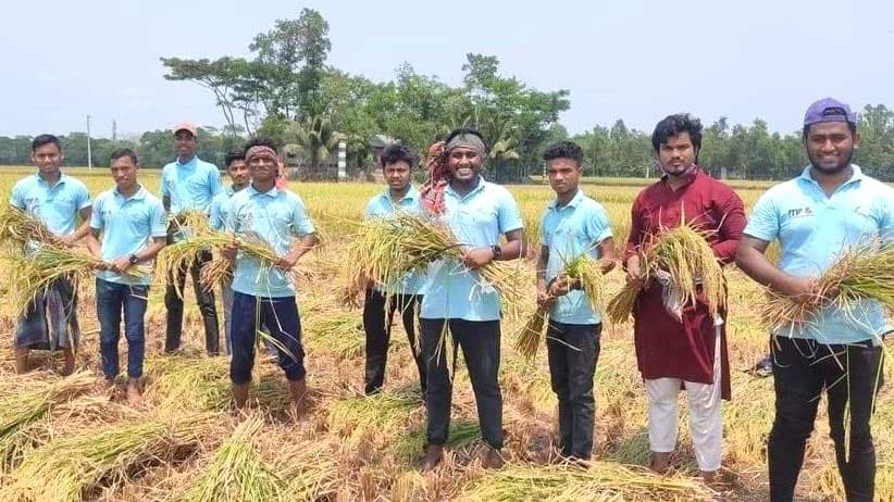 লাকসামে কৃষকের ধান কেটে দিল স্বেচ্ছাসেবীরা