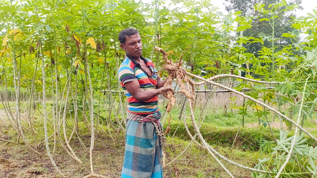 কাসাভা চাষে ঝুঁকছেন কৃষক