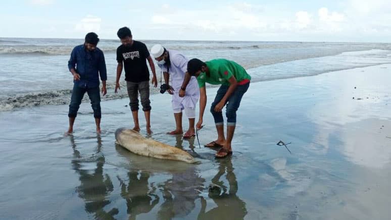 কুয়াকাটা সৈকতের সানসেট পয়েন্টে আবারও মৃত ডলফিন