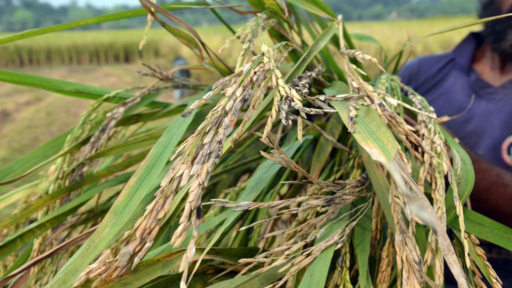 কৃষি কর্মকর্তাদের পাশে পান না কৃষকেরা