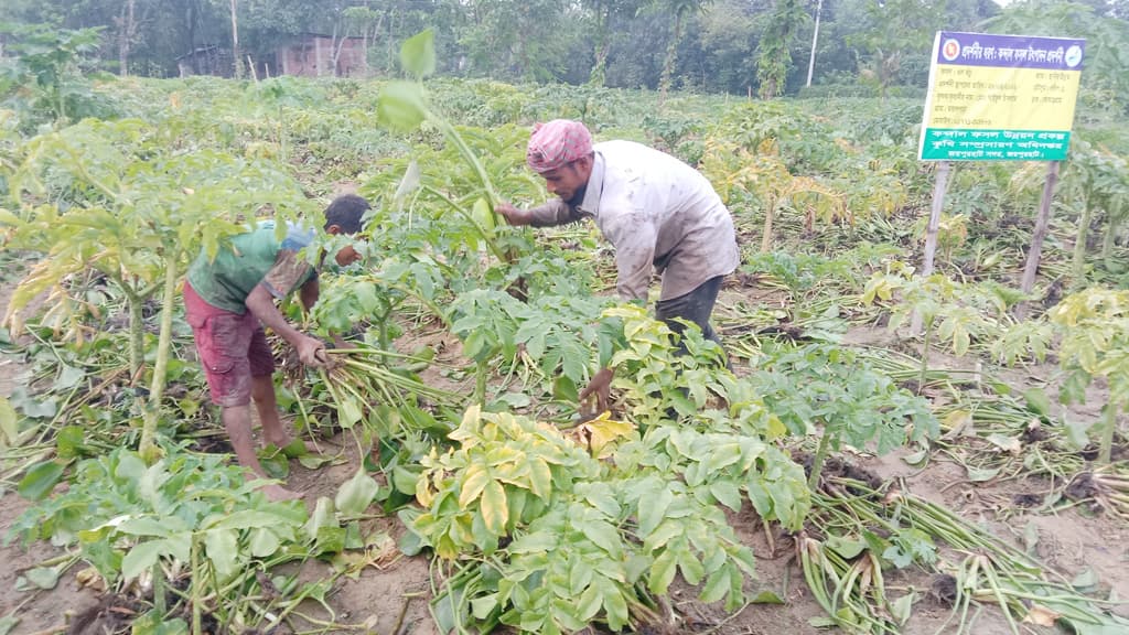 ওলকচুতে লাভ ৩ গুণ