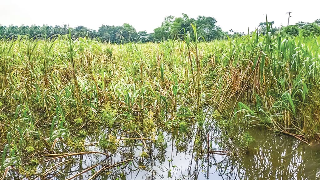 চাঁদপুরে বন্যা: ১২ হাজার হেক্টরের ফসল নষ্ট, ১৯২ সড়কের ক্ষতি