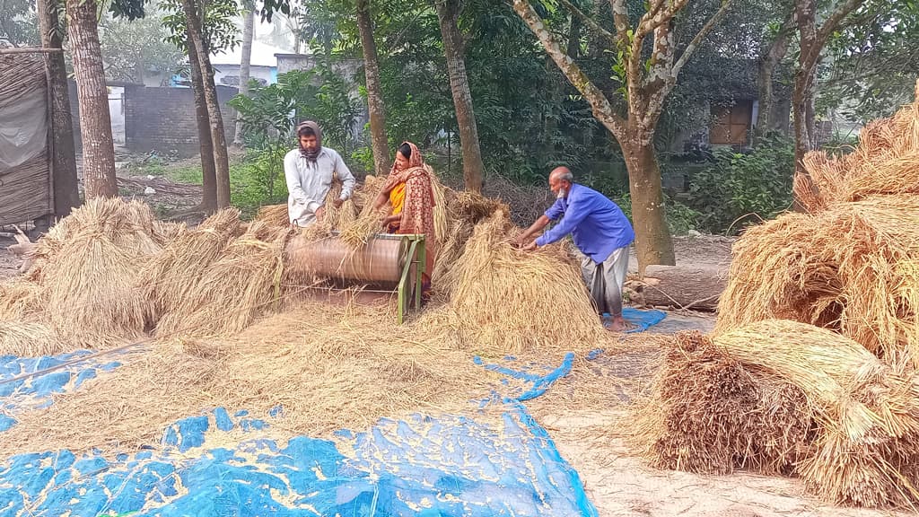 আমনের ফলনেই খুশি চাষি, বিচালিতেই উঠছে আবাদ খরচ