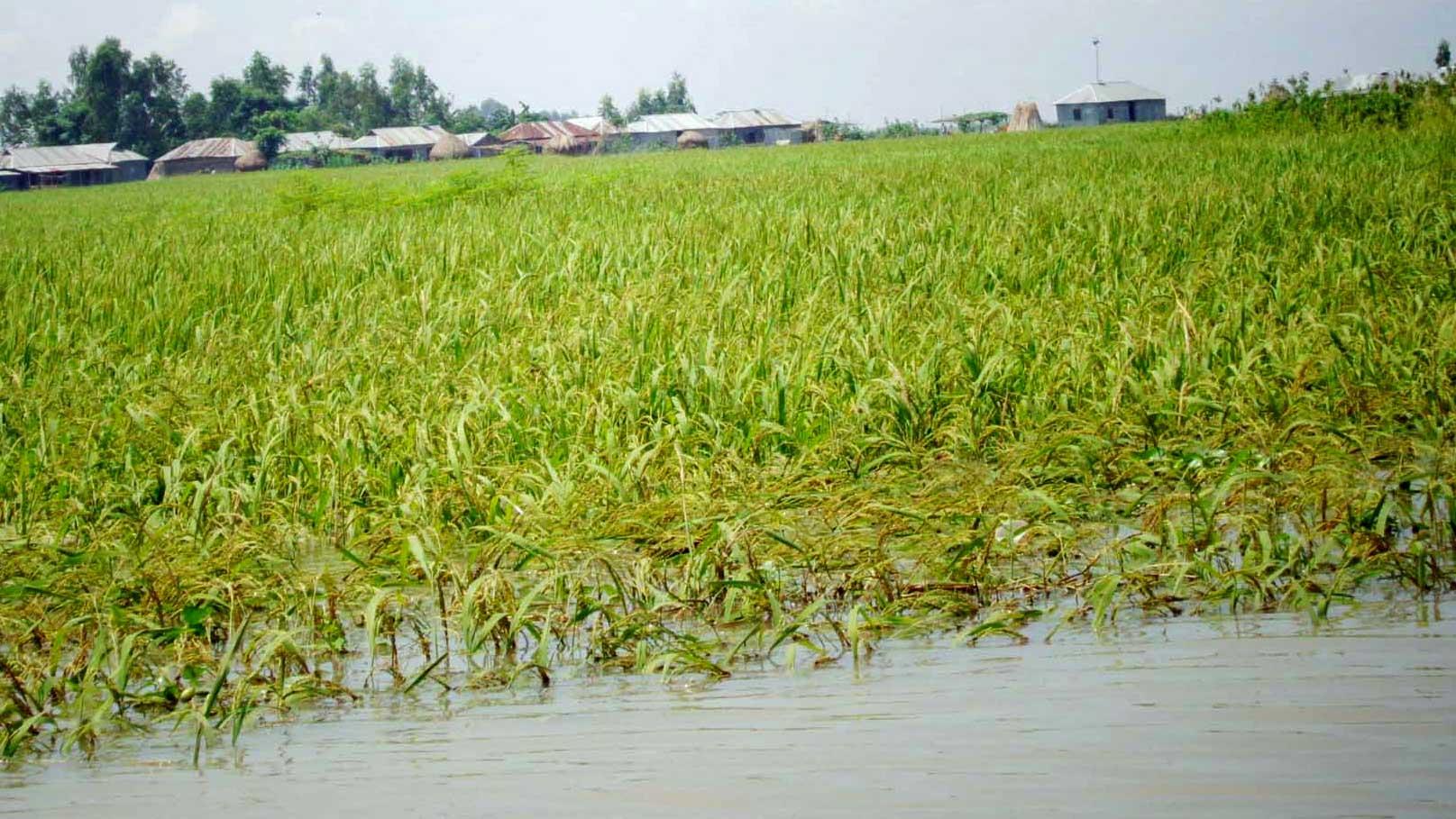 কাজীপুরে রোপা আমনের জমি পানির নিচে, সোয়া ২০ কোটি টাকার ক্ষতি 