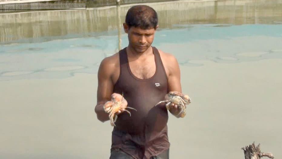 লাভজনক হওয়ায় বাণিজ্যিকভাবে কাঁকড়া চাষে ঝুঁকছেন সাতক্ষীরার চাষিরা