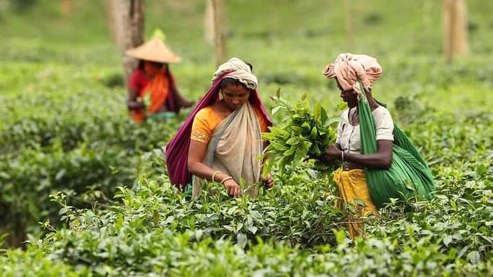 ১২০ টাকা মজুরিতেই চা শ্রমিকদের কর্মবিরতি প্রত্যাহার