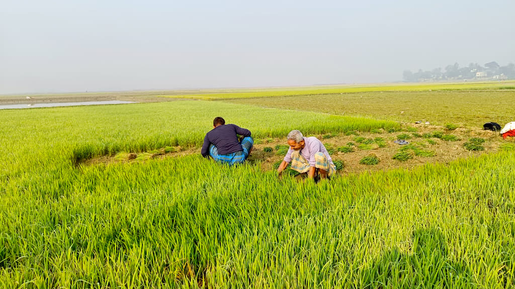 বোরোর চারায় সবুজ মাঠ