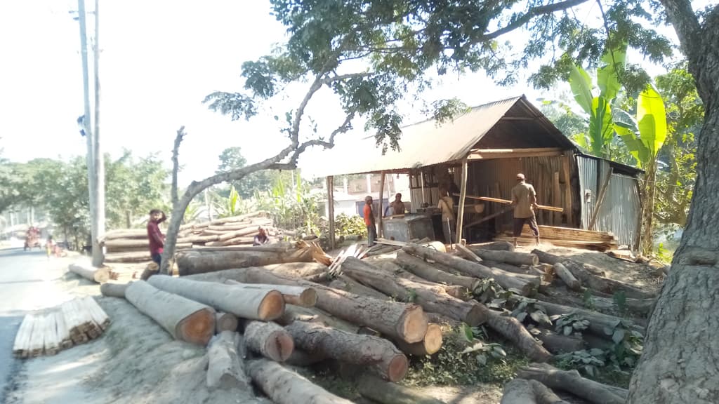 ৪৪টি করাতকলের ৩৯টি অবৈধ, হুমকিতে পরিবেশ