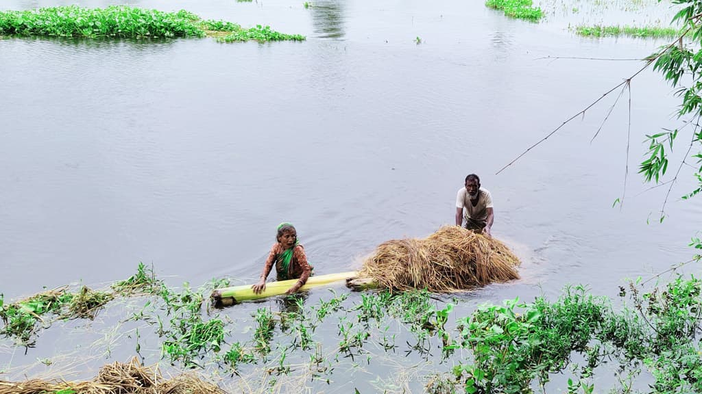 বোরোচাষির মাথায় হাত